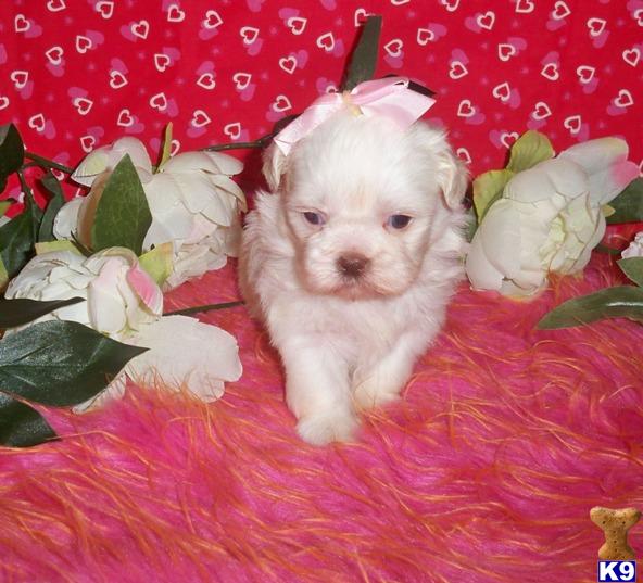 Shih Tzu Puppies